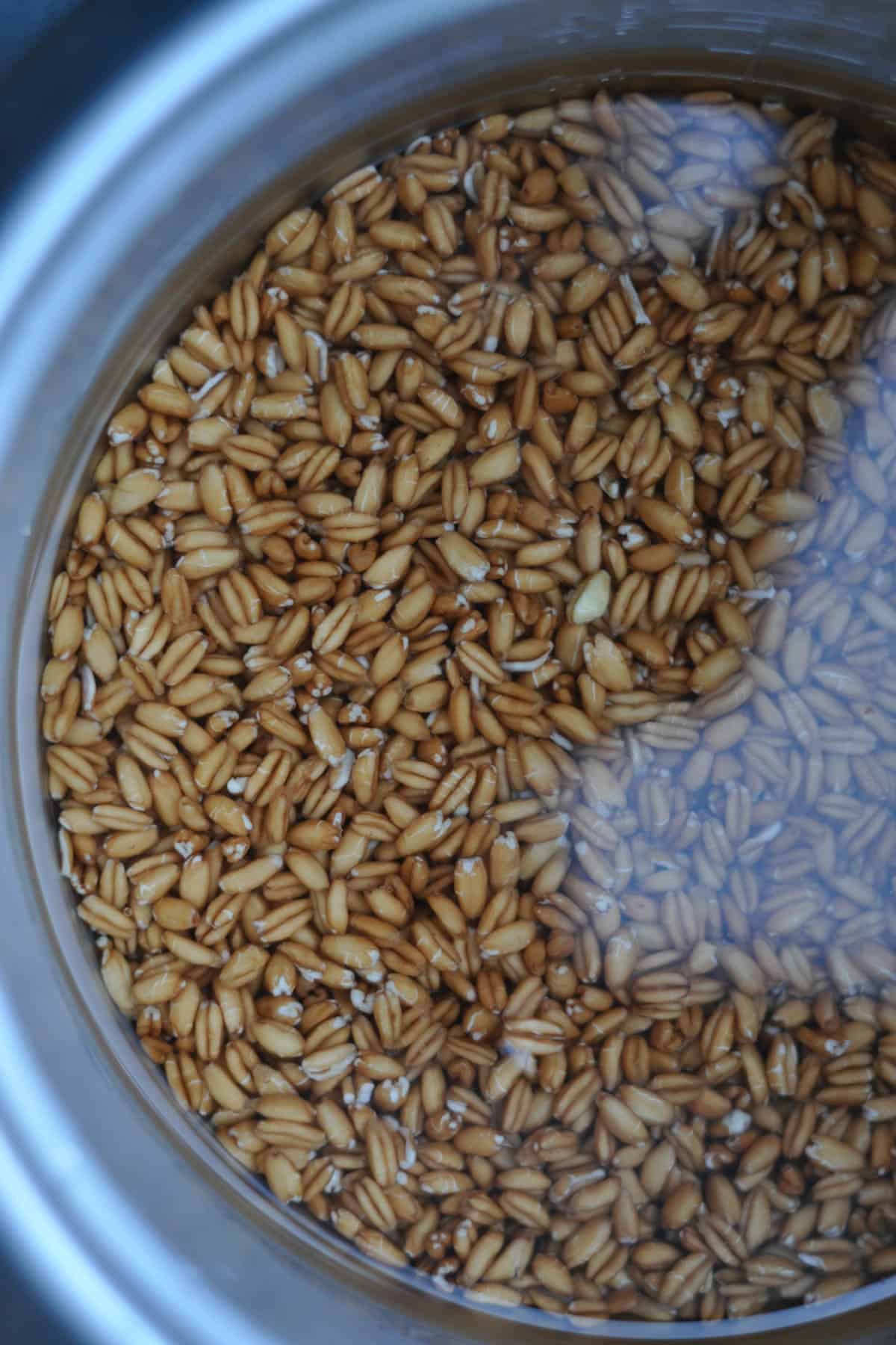 Soaked farro in water